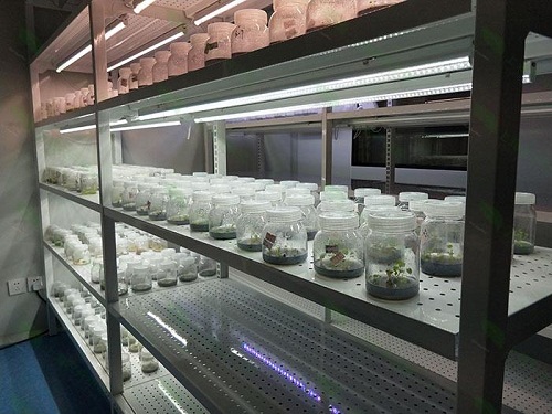 陵水植物组织培养实验室设计建设方案